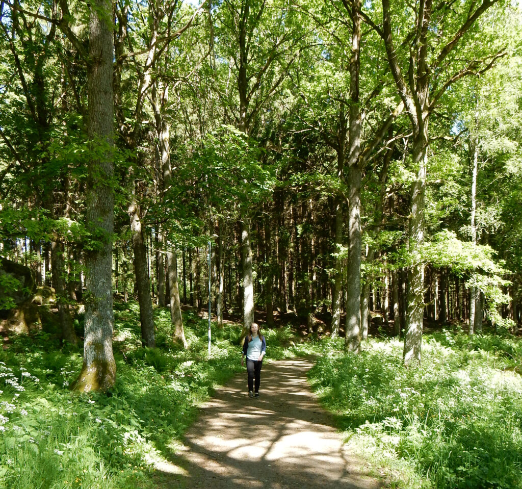 Person går på en grusad vandringsled genom en öppen lövskog med långt grönt gräs och hundkex. Solen skiner genom trädkronorna.