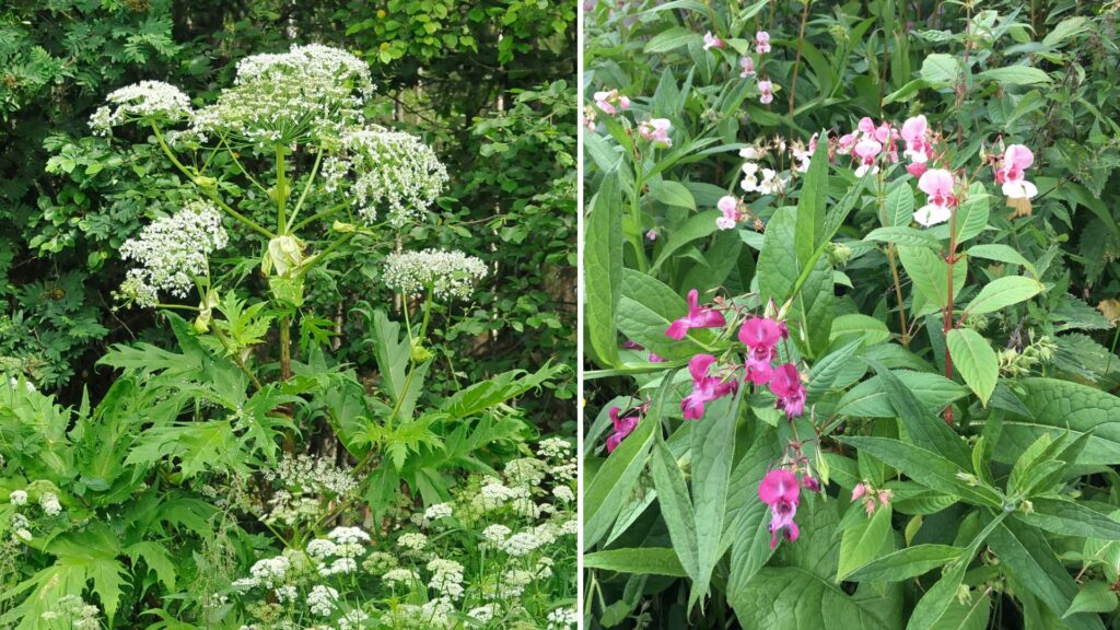 Två sammanfogade bilder. Till vänster jätteloka med vita flockblommor med gröna stora och flikiga blad. Till höger jättebalsamin med rosa-lila blommor och gröna pil-liknande blad.
